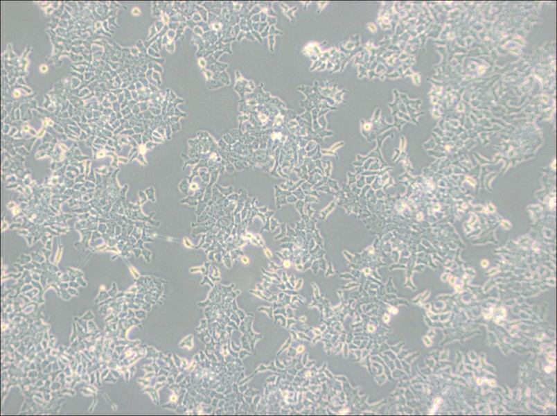 H-4-II-E [H4-II-E] Cell Complete Medium-searchlist-1