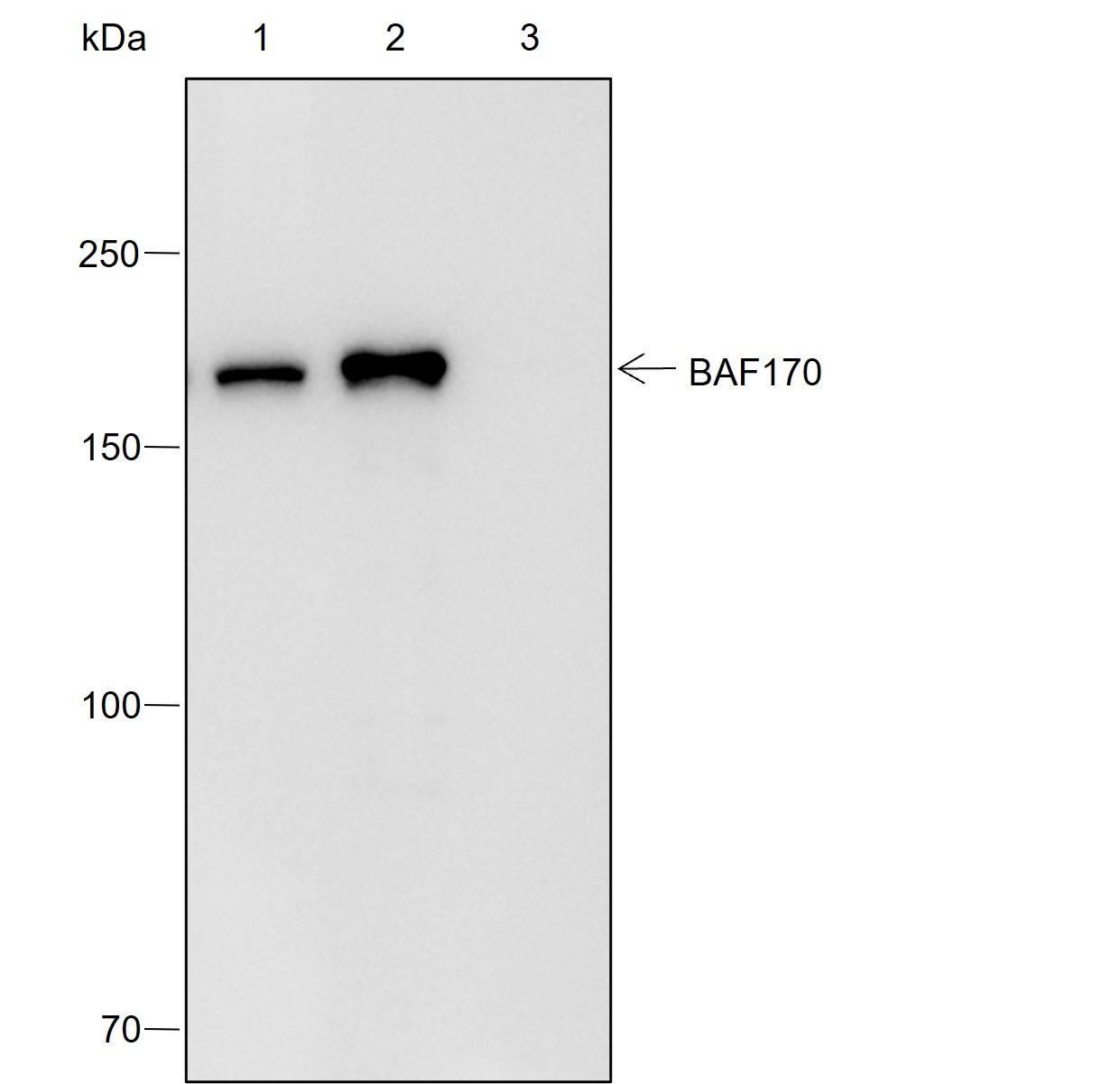 Recombinant SMARCC2/BAF170 Monoclonal Antibody - small - 6