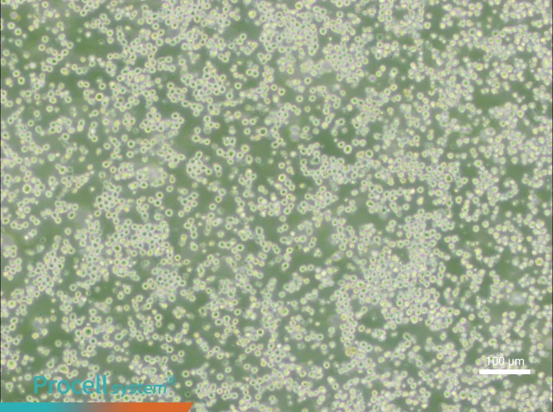 35.1 Cell Complete Medium - 1