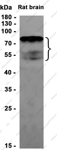 Recombinant BIN1 Monoclonal Antibody - 1
