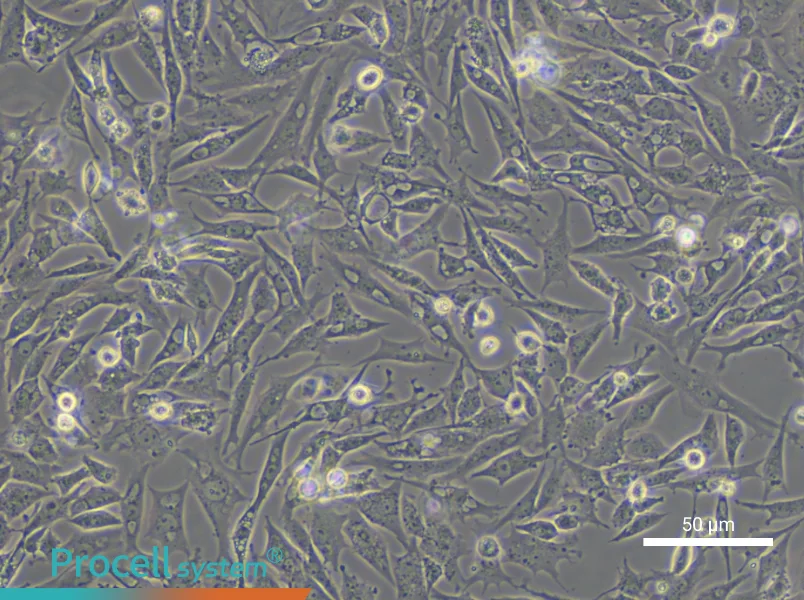 UMNSAH/DF-1 Cell Complete Medium - small - 4