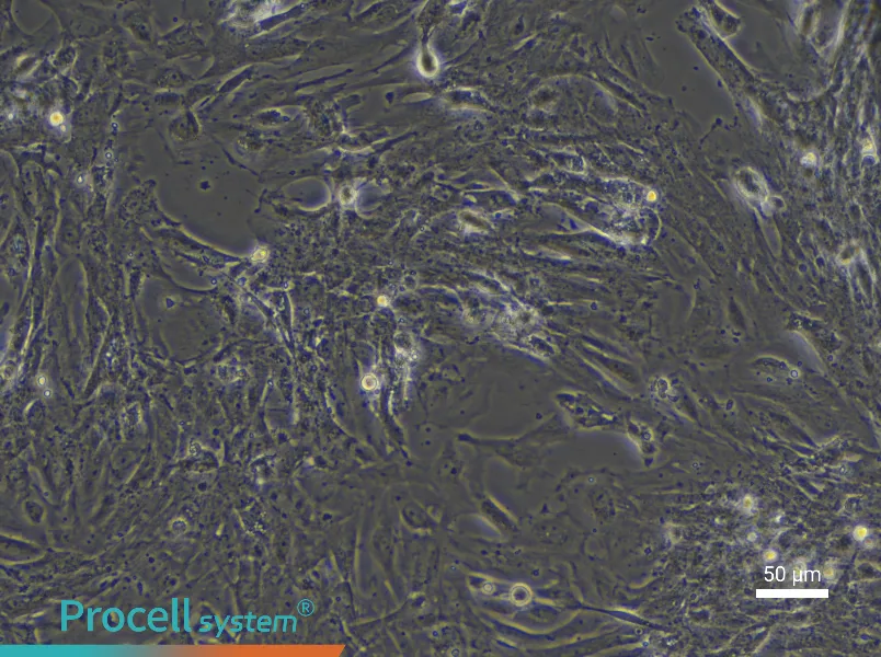 Rat Intestinal Smooth Muscle Cell Complete Medium - small - 6