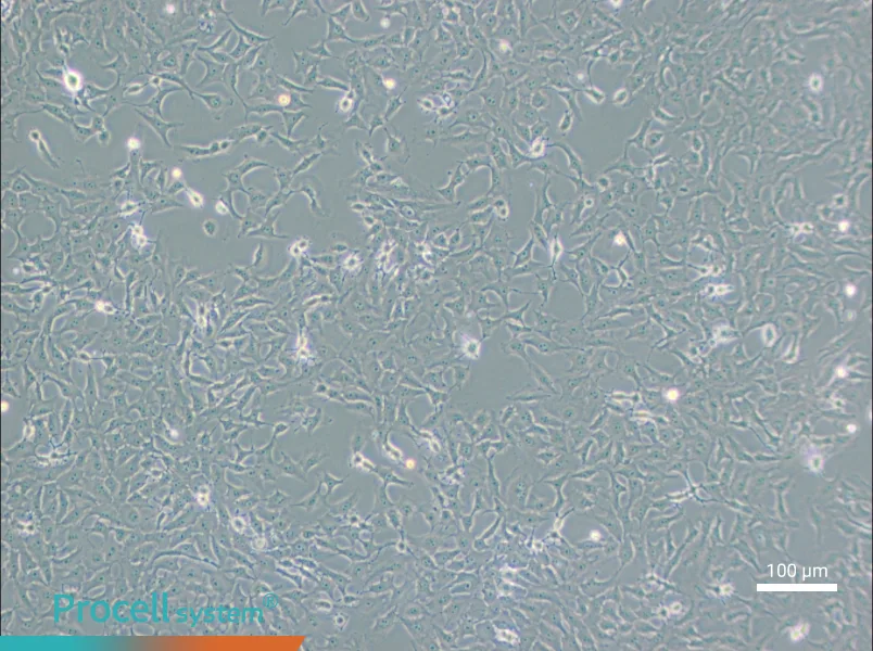 Mv.1.Lu [NBL-7] Cell Complete MediumMv.1.Lu [NBL-7] Cell Complete Medium - 2