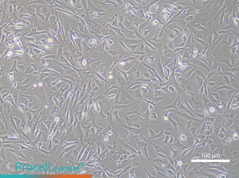 Mouse Embryonic Fibroblast (Mitomycin C treated) Complete MediumMouse Embryonic Fibroblast (Mitomycin C treated) Complete Medium - 1