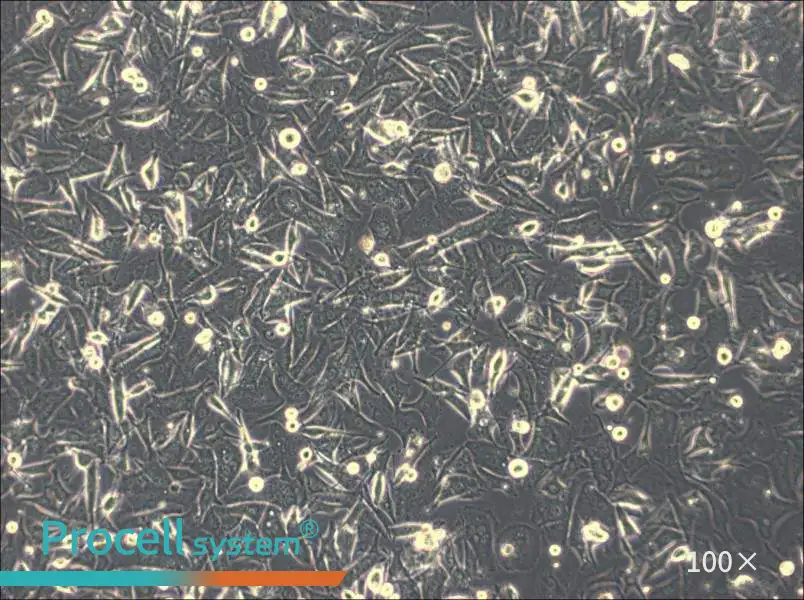 Malme-3M Cell Complete Medium - 1