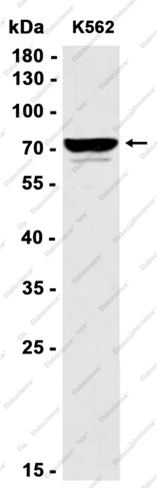 Recombinant hnRNP Q Monoclonal Antibody - 1