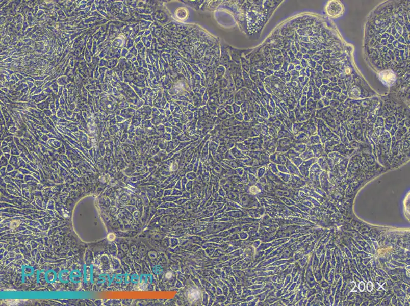SW1116 (L15) Cell Complete Medium - 4