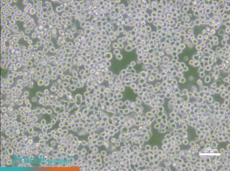 OKT 3 Cell Complete Medium - small - 5