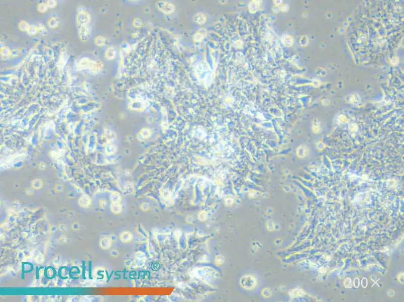 CCK-81 Cell Complete Medium - 6