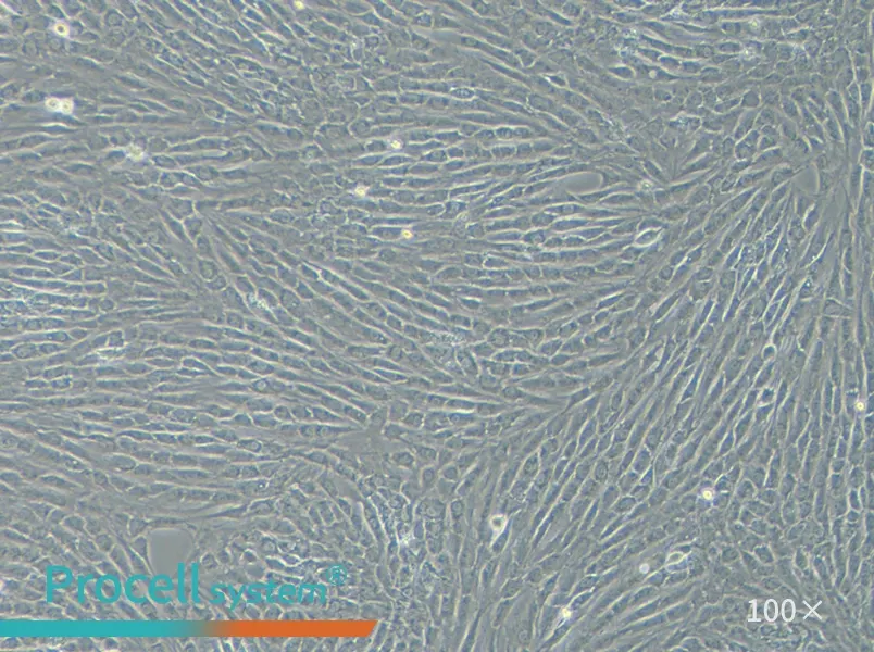 NRK Cell Complete Medium - 3