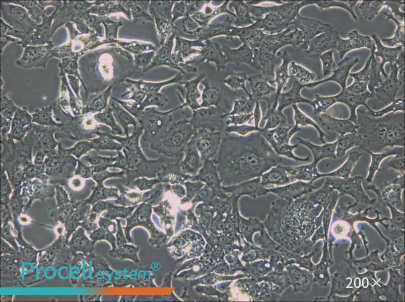 HCC1954 Cell Complete Medium - 5
