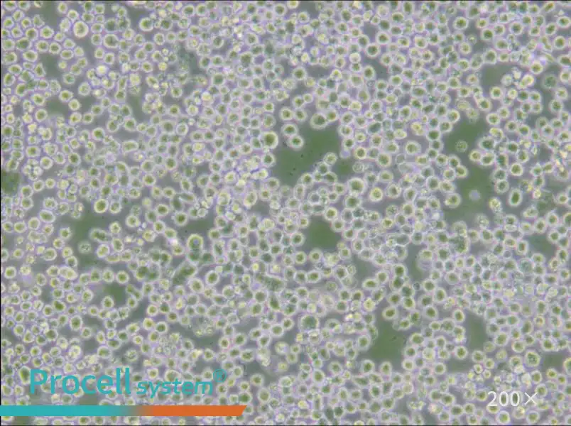 OKT 3 Cell Complete Medium - 5