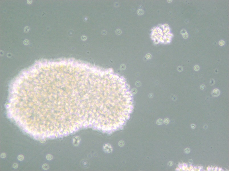 MT-4 Cell Complete Medium - small - 5