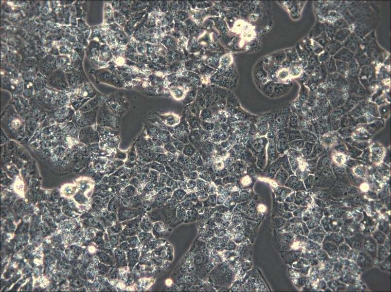 HuH-1 Cell Complete Medium - small - 4