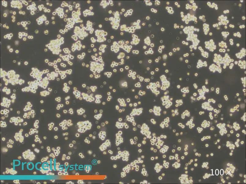 Akata Cell Complete MediumAkata Cell Complete Medium - 2