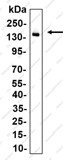 Recombinant CDCP1 Monoclonal Antibody - 1