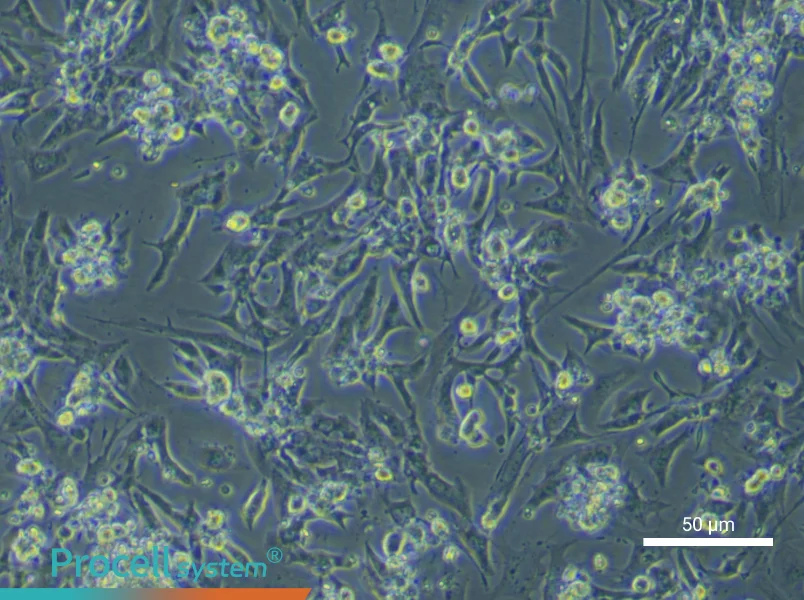 Mouse Cardiomyocyte Complete Medium - small - 4