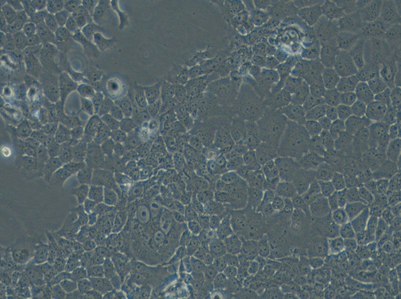 FaDu Cell Complete Medium - 4