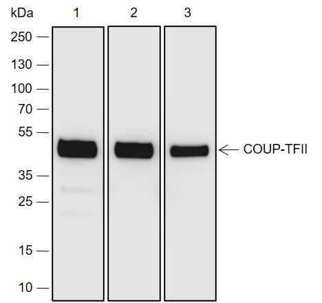 Recombinant COUP-TFII Monoclonal Antibody-searchlist-1