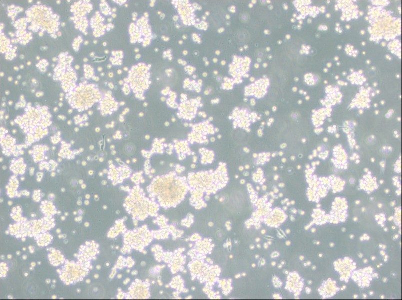 B95-8 Cell Complete Medium-searchlist-1