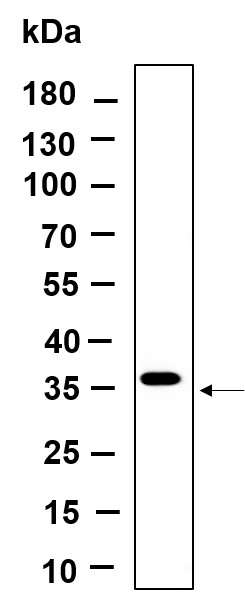 Recombinant BSND Monoclonal Antibody-searchlist-1