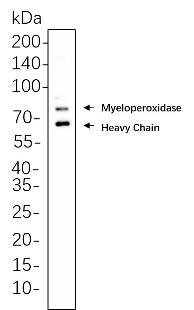 Recombinant Myeloperoxidase Monoclonal Antibody-searchlist-1