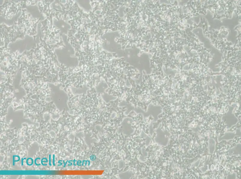 SW620-LUC Cell Complete MediumSW620-LUC Cell Complete Medium - 3