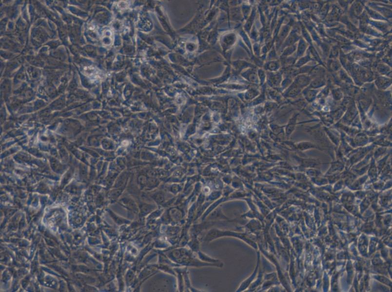 STO Cell Complete Medium - small - 4