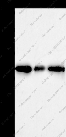 AKR1A1 Polyclonal Antibody - 1