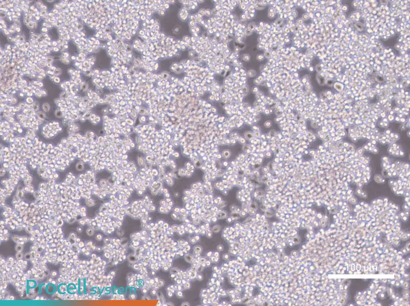 Y3-Ag 1.2.3 Cell Complete Medium - 1