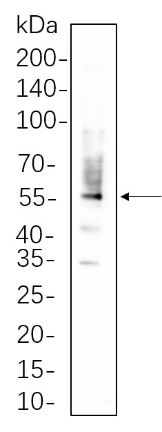 Recombinant PDI Monoclonal Antibody-searchlist-1