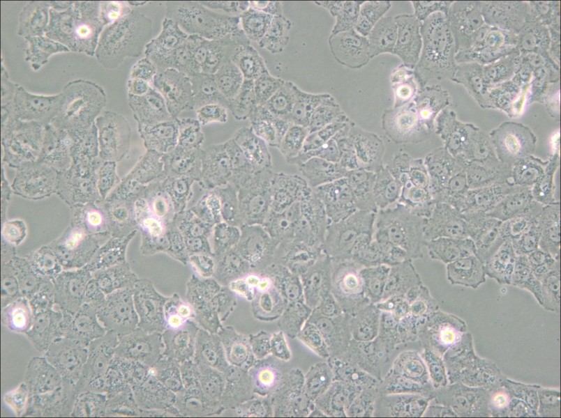 Caov-3 Cell Complete Medium - small - 5