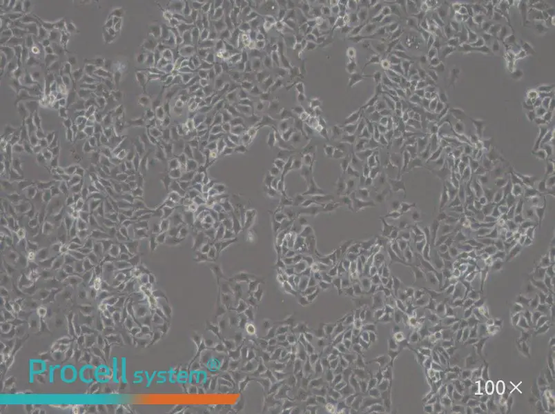 HCC1806 Cell Complete Medium - 3