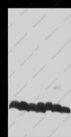 Histone H4 Polyclonal Antibody - 1