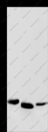 Cytochrome b5 Polyclonal Antibody - 1