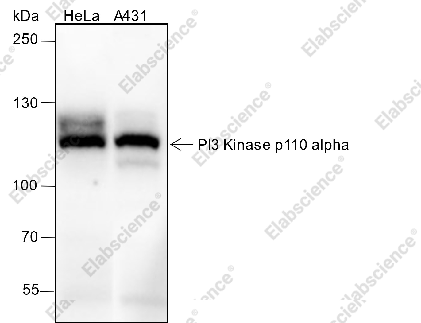 Recombinant PI3 Kinase p110 alpha Monoclonal Antibody - 1