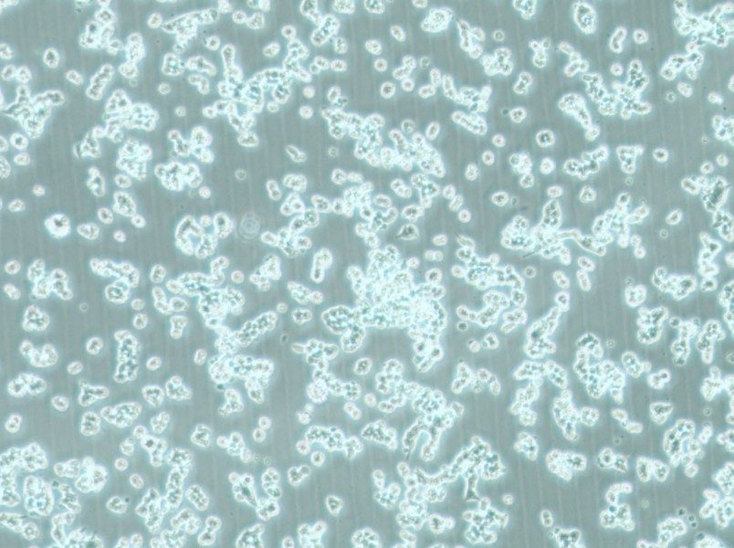 alpha TC1 clone 6 Cell Complete Medium - 5