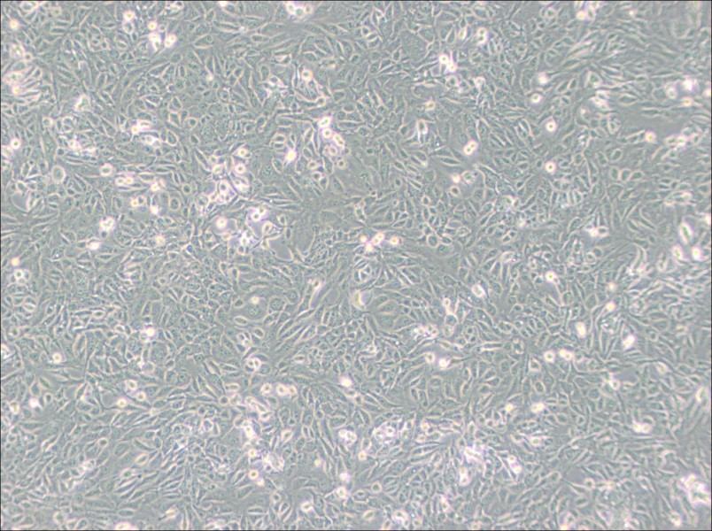 SV40 MES 13 Cell Complete MediumSV40 MES 13 Cell Complete Medium - 3