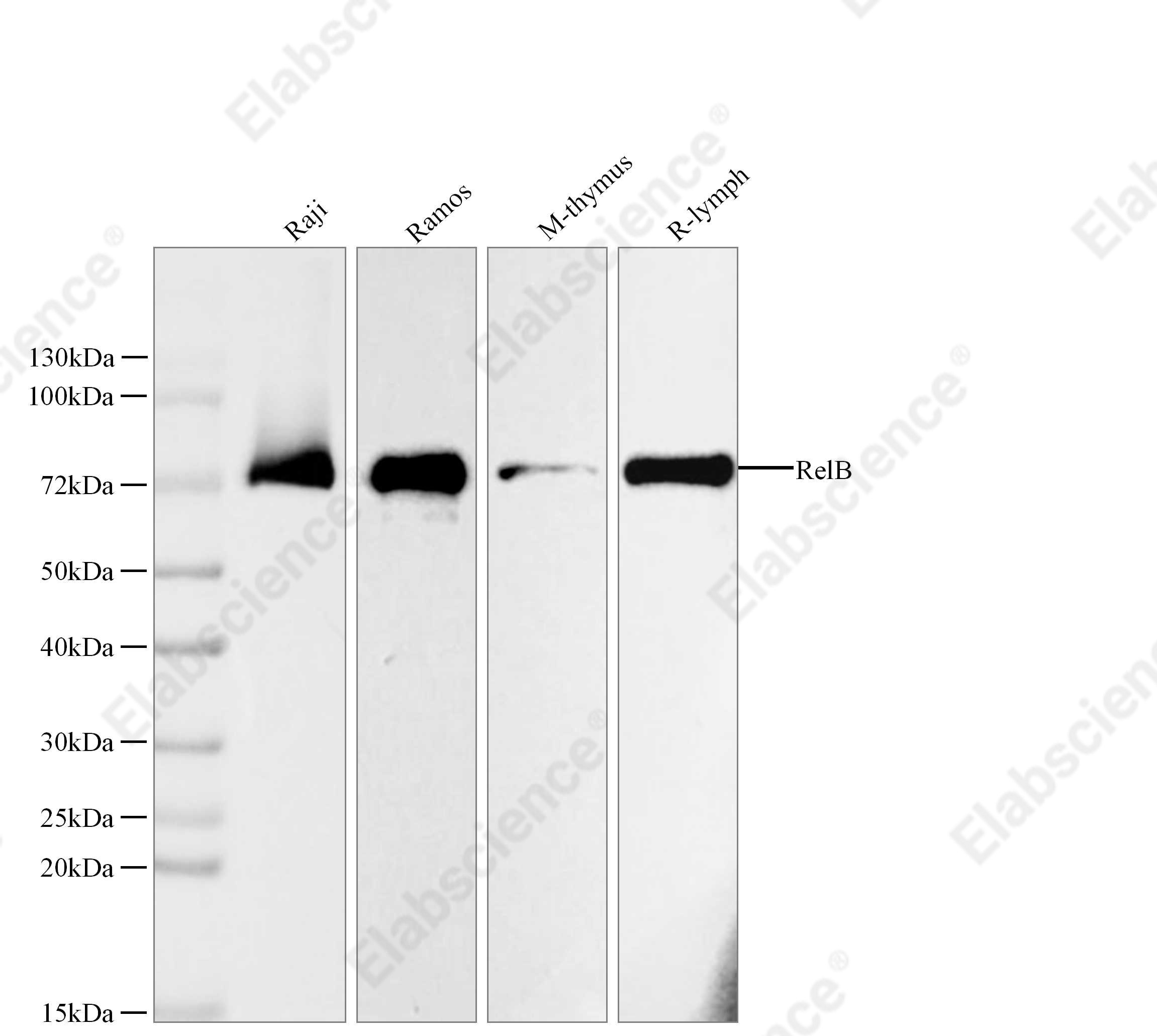 Recombinant RelB Monoclonal Antibody - 1