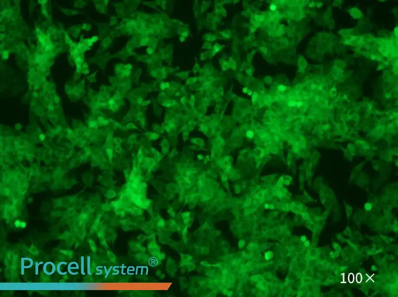 Panc02-GFP Cell Complete Medium - 2