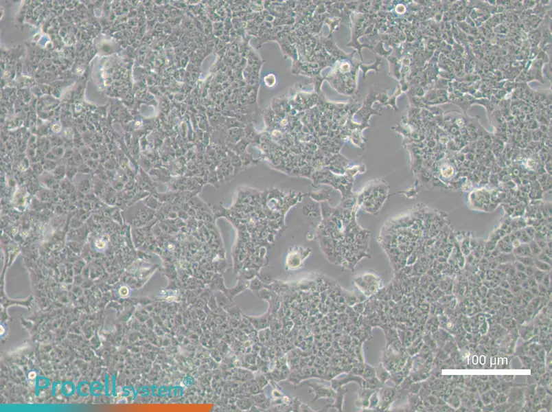 HePa1-6-GFP Cell Complete Medium - 4