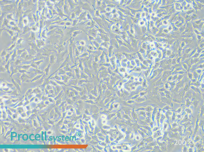 RM-1 Cell Complete Medium - small - 5