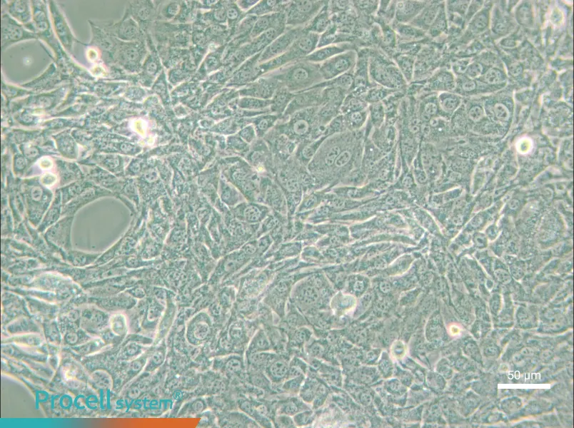 15P-1 Cell Complete Medium - small - 5