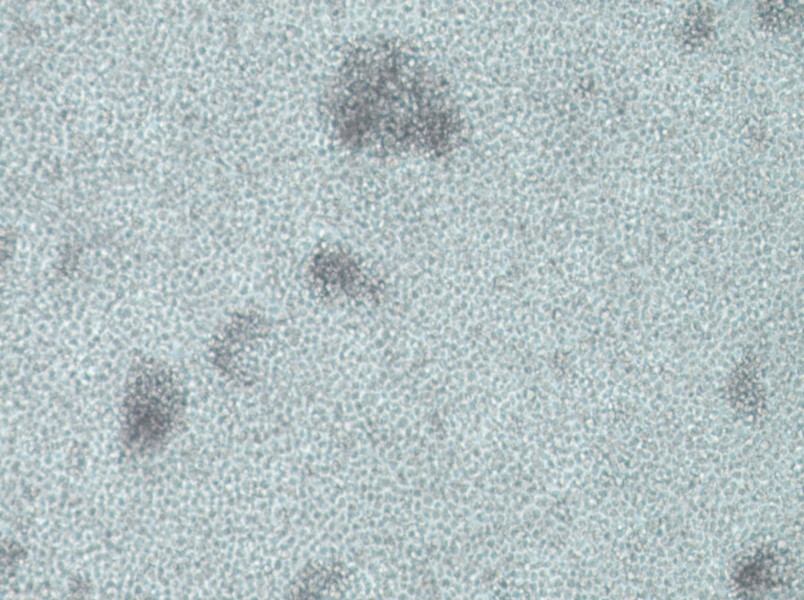 IM-9 Cell Complete Medium - small - 4