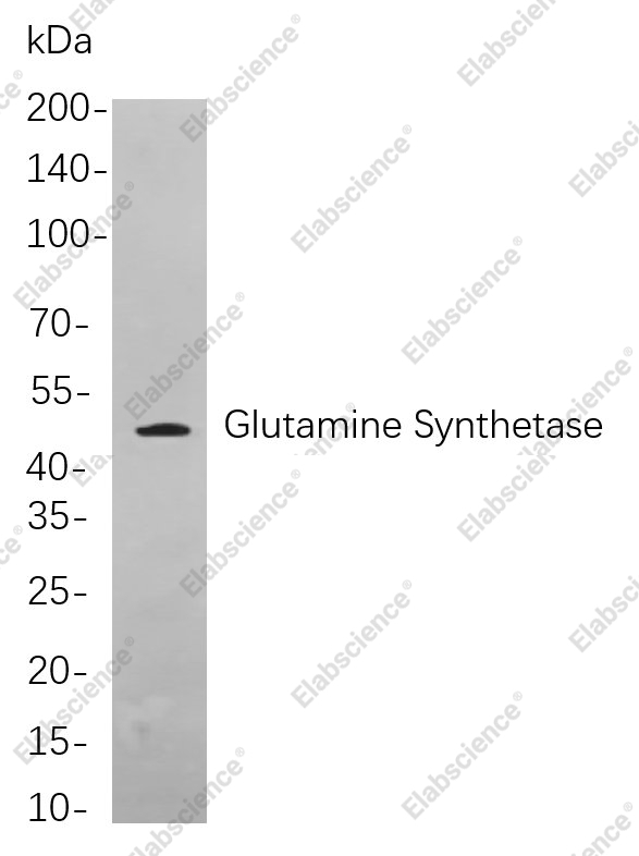 Recombinant Glutamine Synthetase Monoclonal Antibody - 1