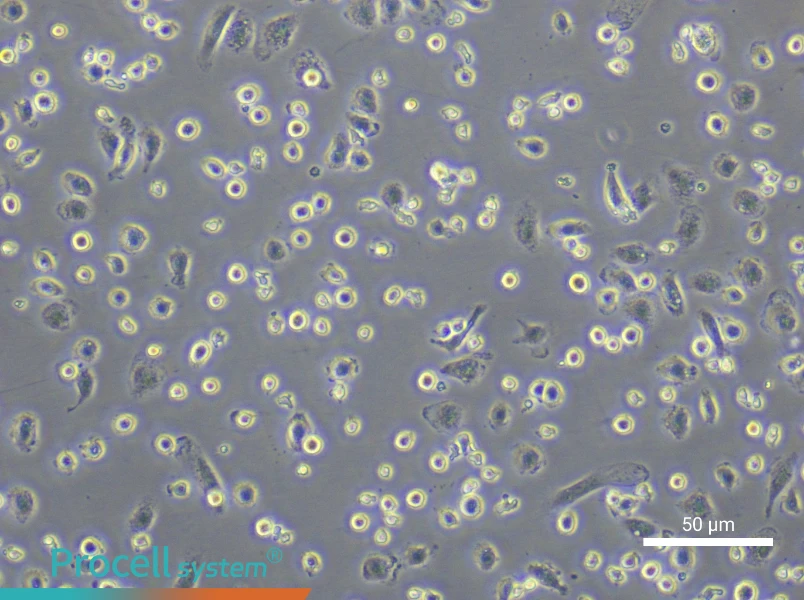 Rat Peripheral Blood Monocyte Complete Medium - 4
