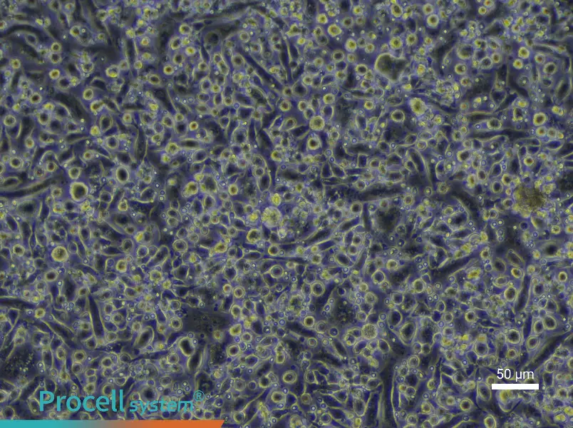 Mouse Mature Bone Marrow-Derived Dendritic Cell Complete Medium - 4