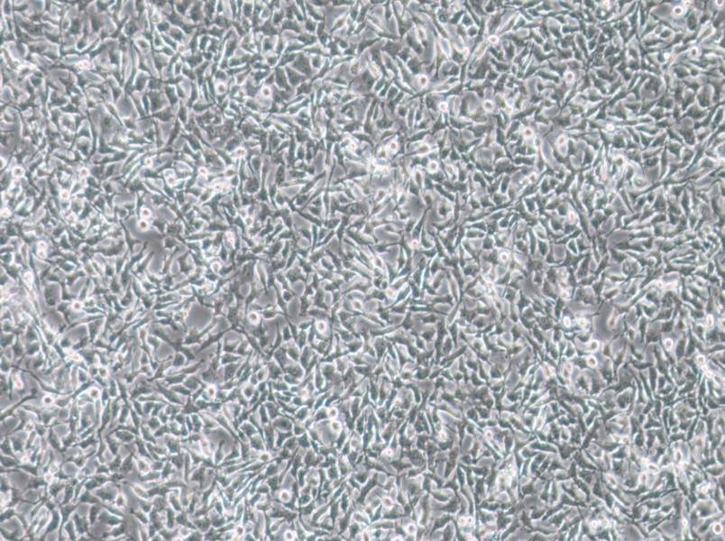 CAL-62 Cell Complete Medium - 2