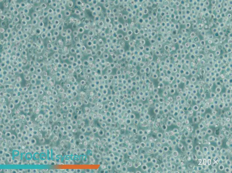 MV-4-11 Cell Complete Medium - small - 6