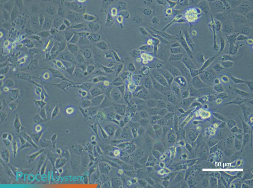 Mouse Renal Microvascular Endothelial Cell Complete MediumMouse Renal Microvascular Endothelial Cell Complete Medium - 4